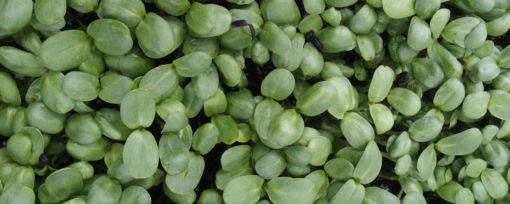 sunflower microgreens from talkeetna farm the grove - a cold climate permaculture farm in alaska