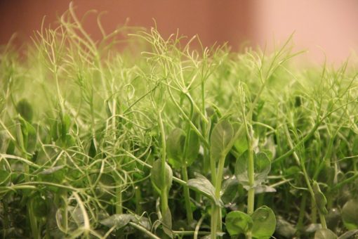 cold climate permaculture microgreens crop - a talkeetna grown product for CSA denali CSA talkeetna